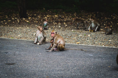 Monkey carry her baby on her back cross the street