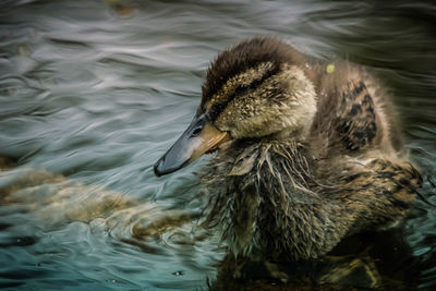 Close-up of duck swimming in lake