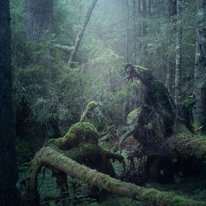 Mystical forest with roots from old fallen trees, looking like a fantasy scene.