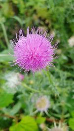 Close-up of thistle blooming outdoors