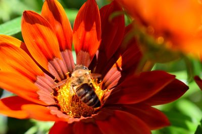 Close-up of bee pollinating on flower