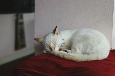 Close-up of a cat sleeping