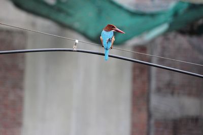 Bird perching on bridge