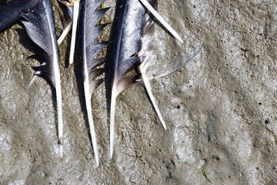 High angle view of fish on ice