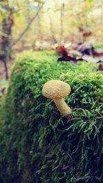 Close-up of mushroom growing on tree