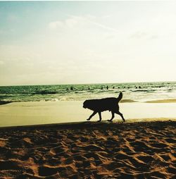 Scenic view of sandy beach