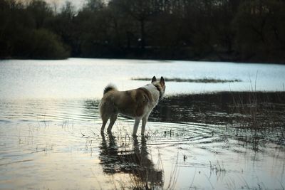 Horse standing on tree by water