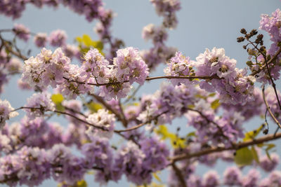 Low angle view of cherry blossoms in spring