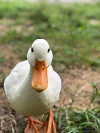Close-up of a duck 
