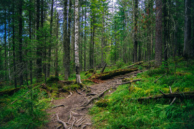 Pine trees in forest