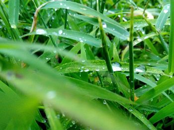 Close-up of water drops on leaf