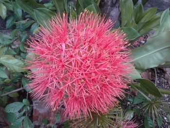 High angle view of red flowering plant