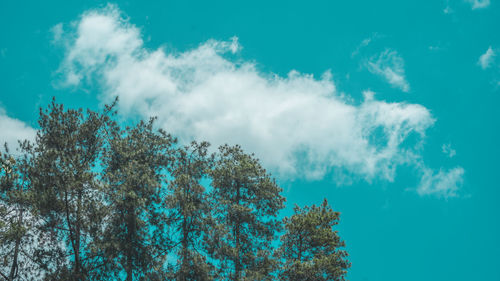 Low angle view of trees against blue sky