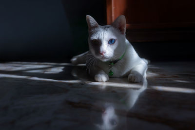 Portrait of white cat on floor