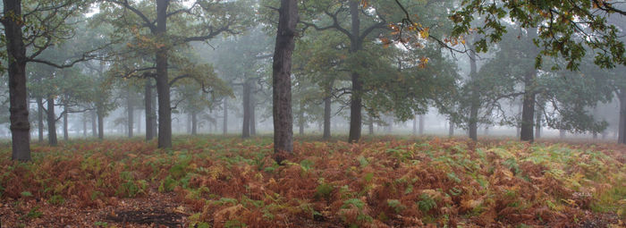 Trees in forest