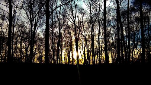 Low angle view of trees against sky