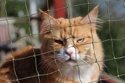 Portrait of maine coon cat seen through net