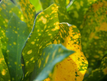 Close-up of yellow flowering plant