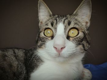 Close-up portrait of cat