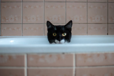 Close-up portrait of a cat