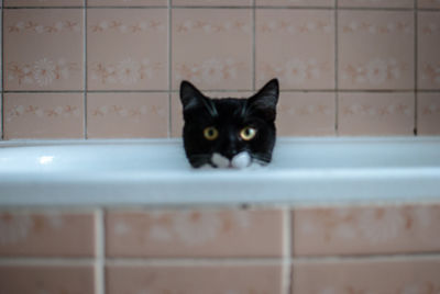 Close-up portrait of a cat