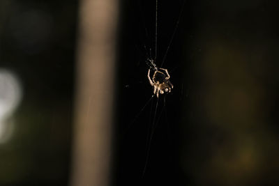 Close-up of spider on web