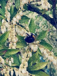 Close-up of bee pollinating on flower