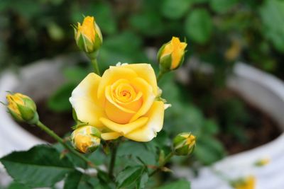 Close-up of yellow rose blooming outdoors