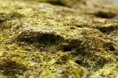 Close-up of rock
