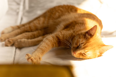 Close-up of cat lying on table