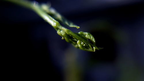 Close-up of water drops on plant