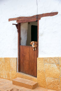 Dog looking through wooden door