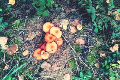 High angle view of mushrooms growing on field