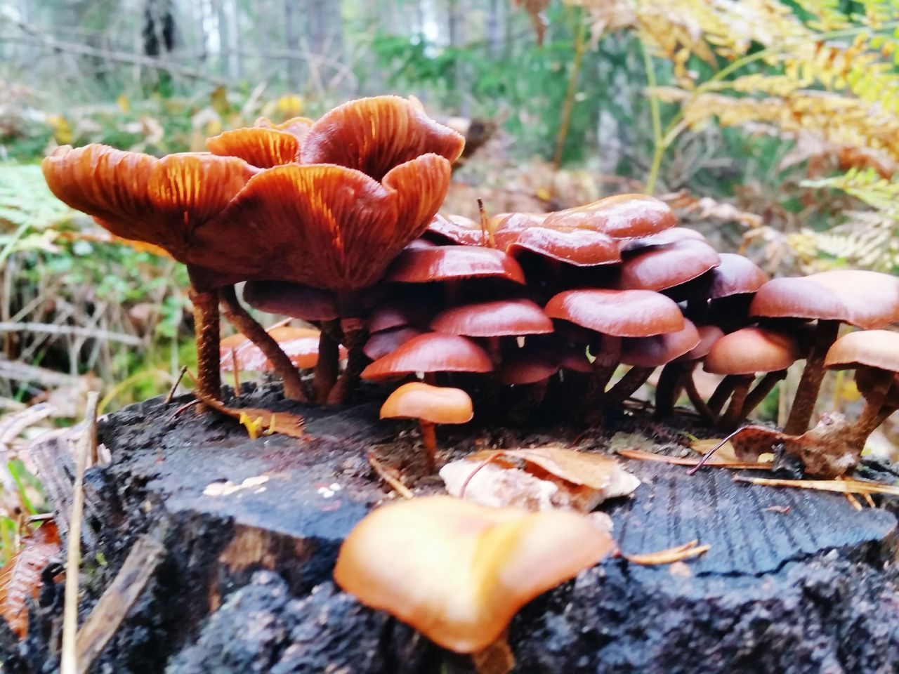 CLOSE-UP OF MUSHROOM