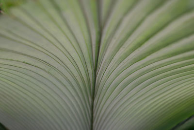 Full frame shot of palm leaves