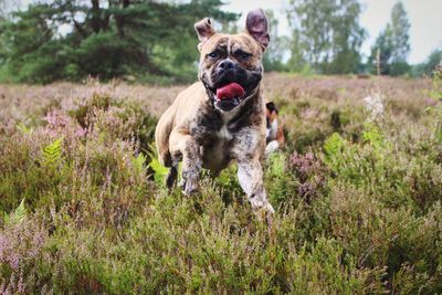 Portrait of dog running in grass