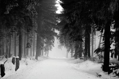 Trees on snow covered landscape