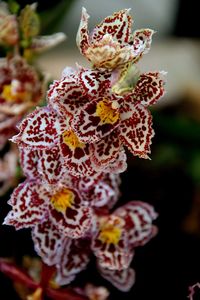 Close-up of flowers