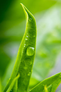 Close-up of leaves