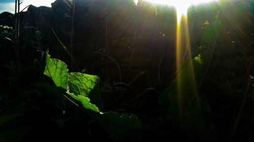 Close-up of fresh green plant