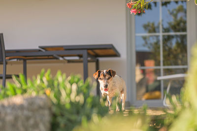 Dog on street amidst plants