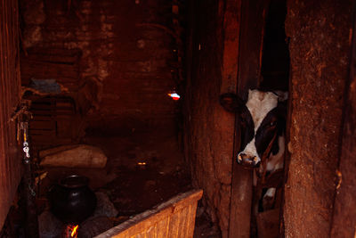 High angle view of cow on wood