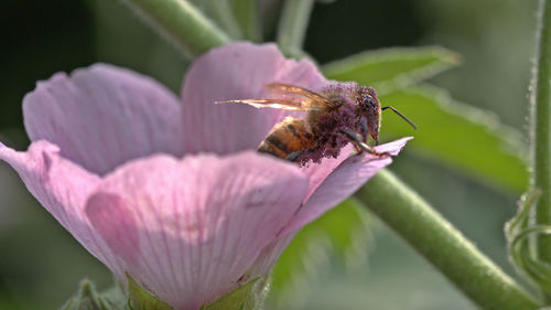 Close-up of butterfly pollinating on pink flower