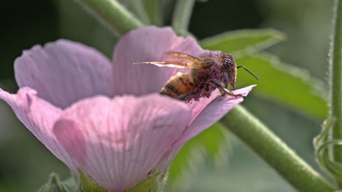 A bee that is completely covered in pollen leaves a flower