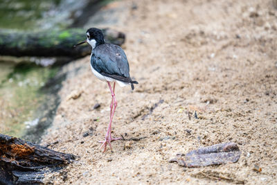 Close-up of bird perching on rock