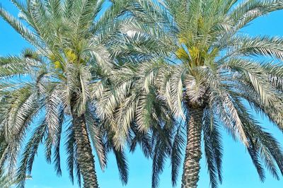 Low angle view of palm trees against blue sky