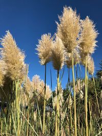 Low angle view of plants on field against sky