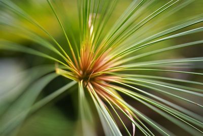 Close-up of aquatic plants in nature