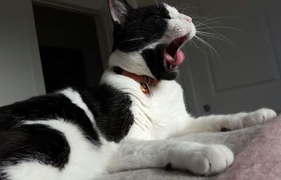 Close-up of cat yawning