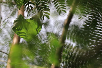 Close-up of leaves on tree